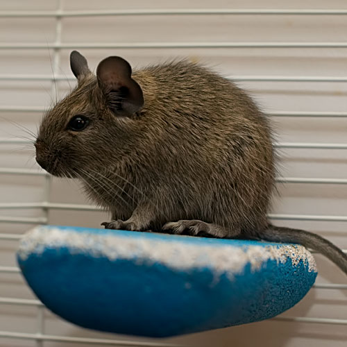 Degu6wks.jpg