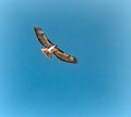 Red-Tailed Hawk