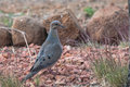 Mourning Dove