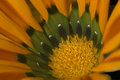 African Daisy