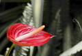 Costa Rican Flower