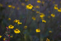 Yellow Flower Bokeh