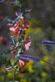New Mexico Flowers