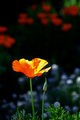 California Poppy