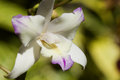 White Orchid