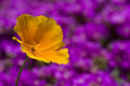 Poppy In Iceplant