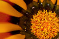 African Daisy2