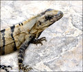 Lizard