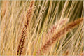 Tall Grass-Abstract