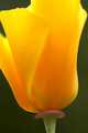 Poppy2