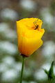 Poppy with Visitor