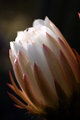 Cactus Flower