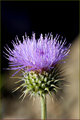 Wild Artichoke