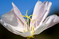 Wild Flower