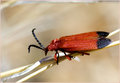 Red Bug