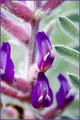 Colorful Wild Flower