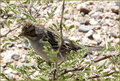 Desert Bird