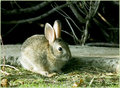 Baby Bunny
