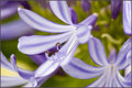 Lavender Flowers