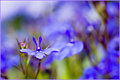 Blue Flower Bokeh