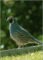 California Quail - Male