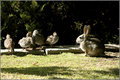 5 Quail Chicks & Bunny