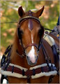 Morgan Horse
