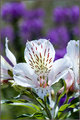 Peruvian Lily