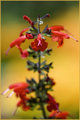 Fair Flower