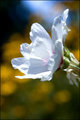 Fair Flower 2