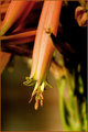 Aloe Vera Flower