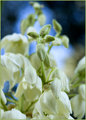 Yucca Flowers