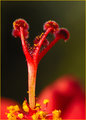 Red Stamen Macro
