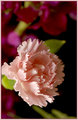 Pink Carnation