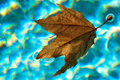 Floating Leaf