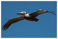 Pelican