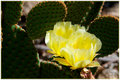 Beavertail Cactus Flower