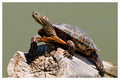 Turtle on the Rio Grande
