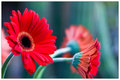 November Flower