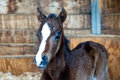 Shenanigans_Born-2-14-09