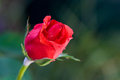 June Rosebud