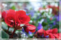 June-Flowers at the Fair
