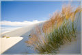 Grass in the Dunes