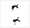 Dancing Cranes