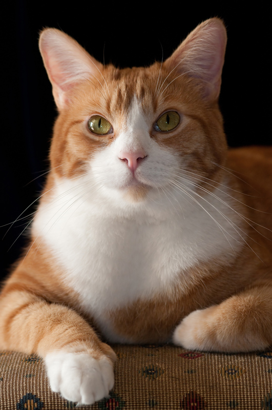 Handsome Dan