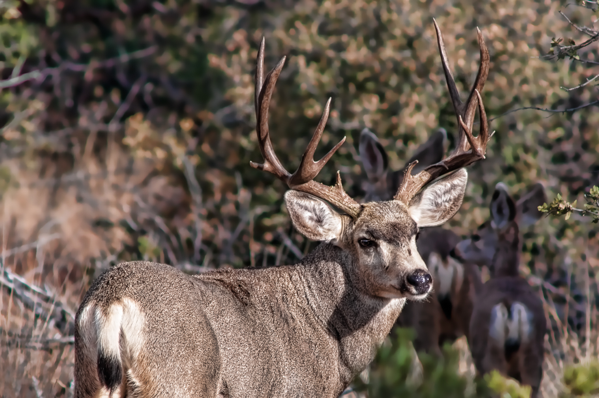 Big Buck