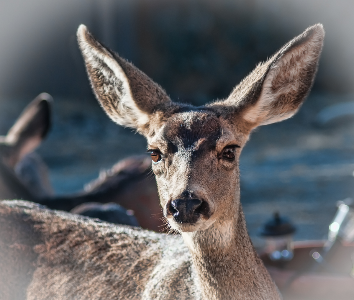 Doe-Mule Deer