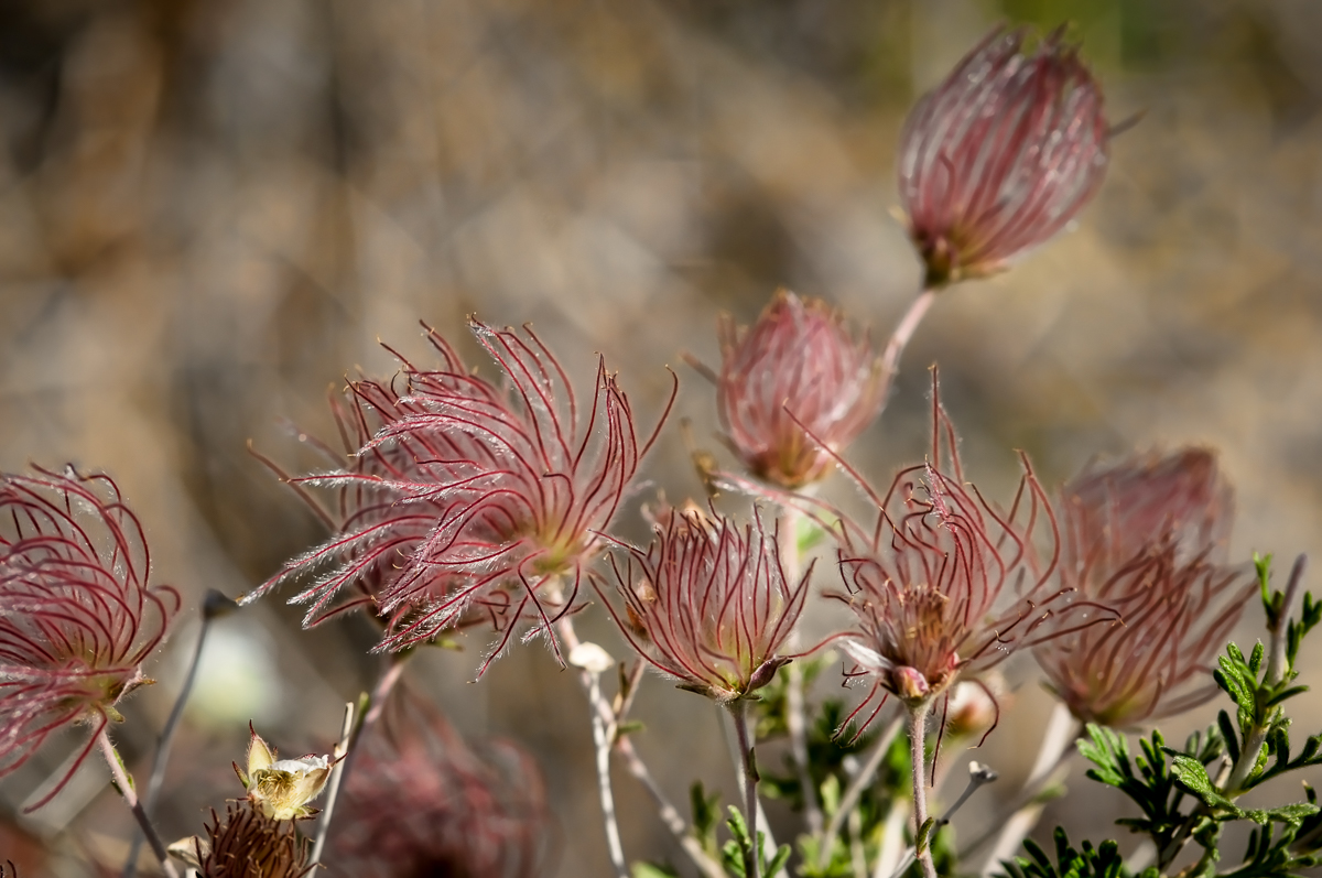 New Mexico Weeds