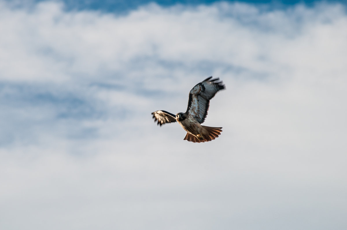Red Tail Checking Me Out