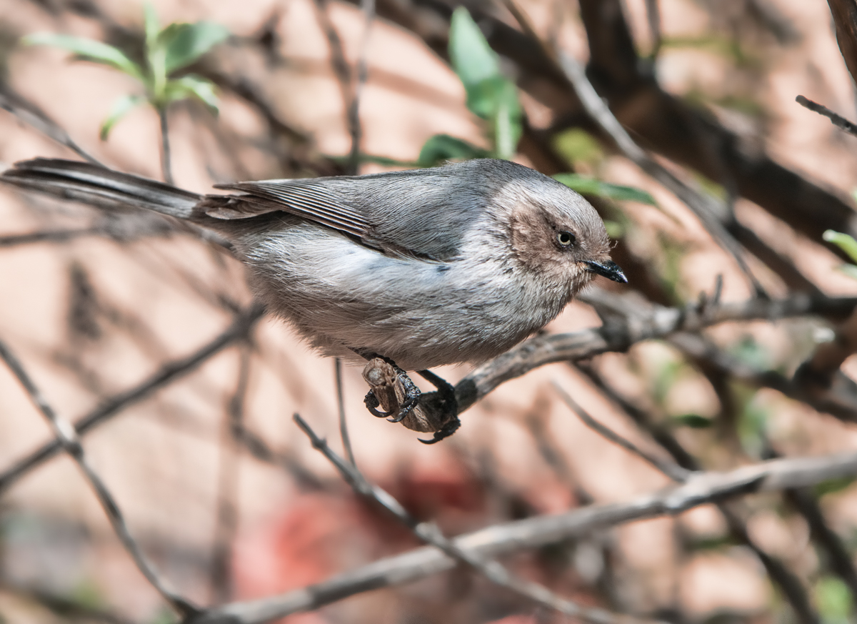 Common Bushtit